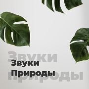 Радио Звуки Природы логотип